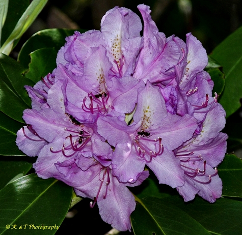 {Rhododendron catawbiense}